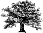 oak.gif (6087 bytes)